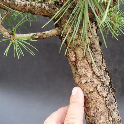 Kiefer - Pinus sylvestris NO-3 - 5
