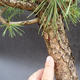 Kiefer - Pinus sylvestris NO-3 - 5/5