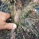 Juniper Juniperus chinensis čínský- NO-18 - 5/6