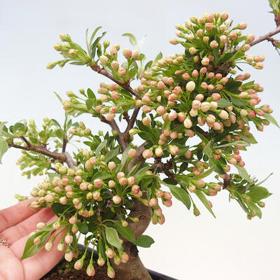 Freilandbonsai - Malus sargentii - Kleinfruchtiger Apfelbaum - 5