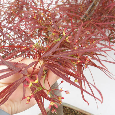 Bonsai im Freien - Acer palmatum RED PYGMY - 5