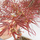 Bonsai im Freien - Acer palmatum RED PYGMY - 2/2
