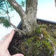 Yew - Taxus Bacata WO-11 - 5/6