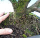 Yew - Taxus Bacata WO-04 - 5/5