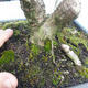 Yew - Taxus Bacata WO-06 - 5/5