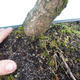 Yew - Taxus Bacata WO-09 - 5/5