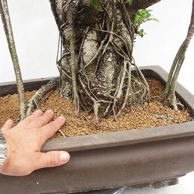 Innenbonsai - Ficus kimmen - kleiner Blattficus PB2191216 - 6