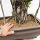 Innenbonsai - Ficus kimmen - kleiner Blattficus PB2191216 - 6/6