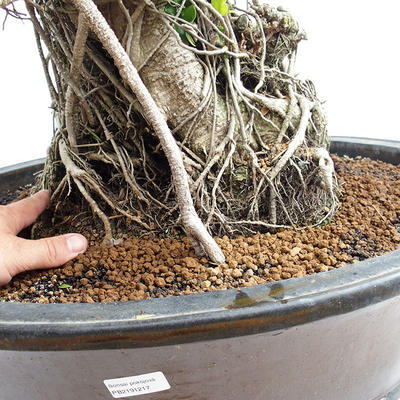 Indoor Bonsai - Ficus kimmen - kleiner Blattficus PB2191217 - 6