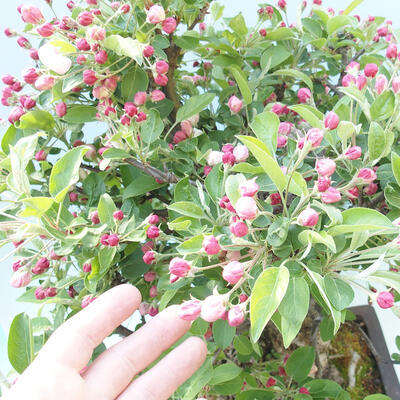 Bonsai im Freien - Malus halliana - Apfelbaum mit kleinen Früchten - 6