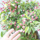 Bonsai im Freien - Malus halliana - Apfelbaum mit kleinen Früchten - 6/7