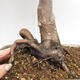 Bonsai im Freien - Acer palmatum Atropurpureum - Roter Palmahorn - 6/7