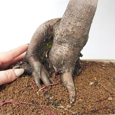 Bonsai im Freien - Acer palmatum Atropurpureum - Roter Palmahorn - 6