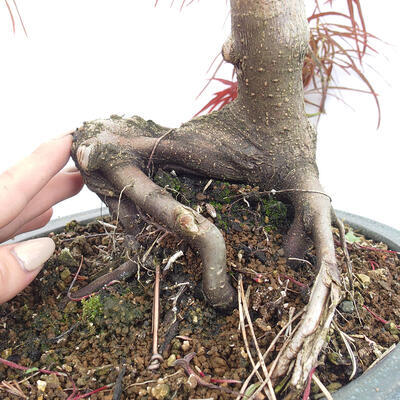 Bonsai im Freien - Acer palmatum RED PYGMY - 6