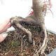 Bonsai im Freien - Acer palmatum RED PYGMY - 6/6