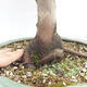 Bonsai im Freien - Acer palmatum RED PYGMY - 6/6