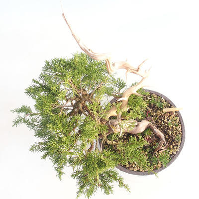 Bonsai im Freien - Juniperus chinensis Itoigawa - chinesischer Wacholder - 6