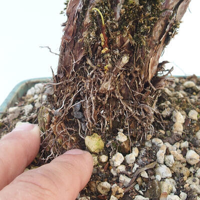 Outdoor Bonsai-Fingerkraut - Potentila fruticosa gelb - 6