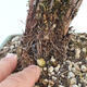 Outdoor Bonsai-Fingerkraut - Potentila fruticosa gelb - 6/6