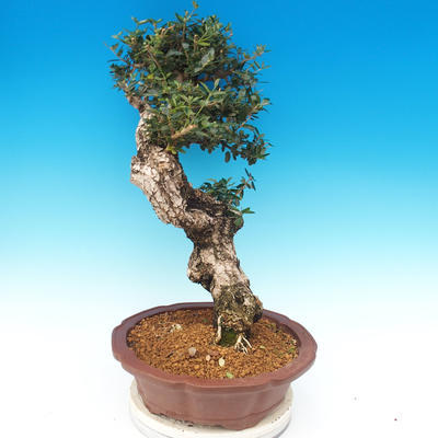 Zimmer-Bonsai - Olea europaea sylvestris - Olivgrüne europäische Bazillen - 6