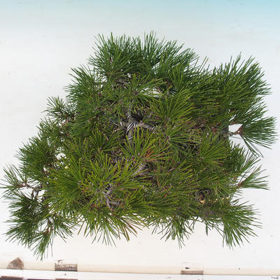 Bonsai im Freien - Pinus thunbergii - Thunberg-Kiefer - 6