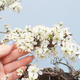 Bonsai im Freien - Prunus spinosa - Schlehe - 6/6