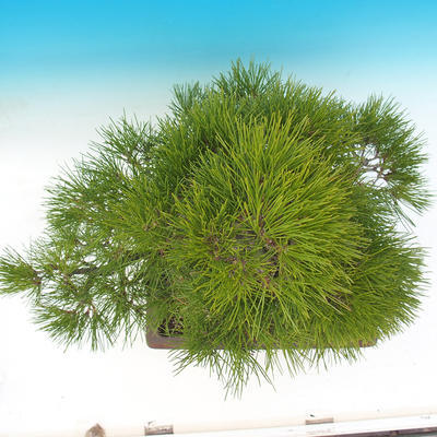 Bonsai im Freien - Pinus thunbergii - Thunbergova-Kiefer - 6