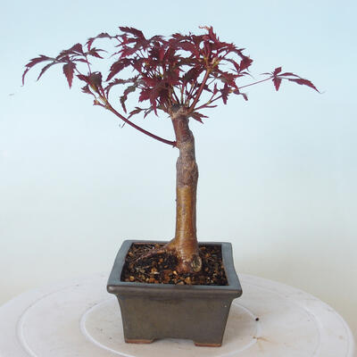 Outdoor-Bonsai - Acer-Palme. Atropurpureum-Rotes Palmblatt - 6
