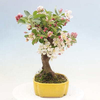 Bonsai im Freien - Malus halliana - Kleinfruchtiger Apfelbaum - 6