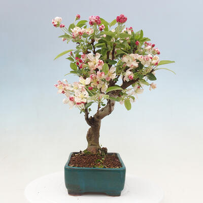 Bonsai im Freien - Malus halliana - Kleinfruchtiger Apfelbaum - 6