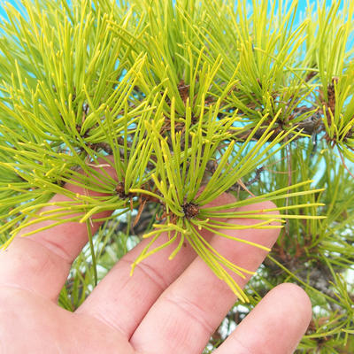 Bonsai im Freien - Pinus densiflora - rote Kiefer - 6
