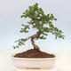 Indoor bonsai - Carmona macrophylla - Fuki tea - 6/7