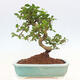 Indoor bonsai - Carmona macrophylla - Fuki tea - 6/7