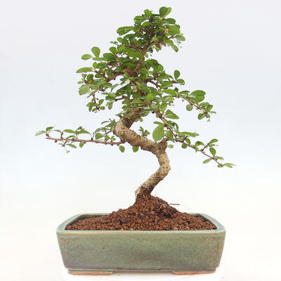 Indoor bonsai - Carmona macrophylla - Fuki tea - 6