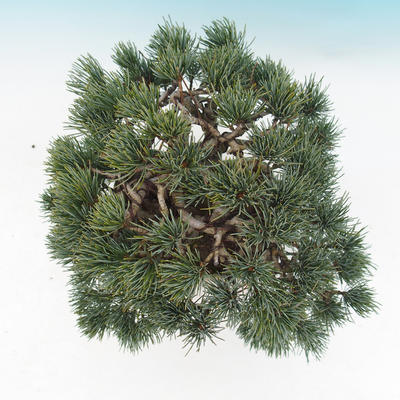 Outdoor-Bonsai - parviflora Kiefer - Pinus parviflora - 6