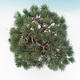 Outdoor-Bonsai - parviflora Kiefer - Pinus parviflora - 6/6