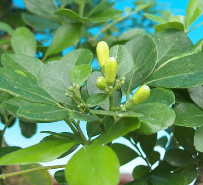 Zimmerbonsai - Muraya paniculata - 6