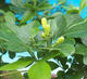 Zimmerbonsai - Muraya paniculata - 6/6