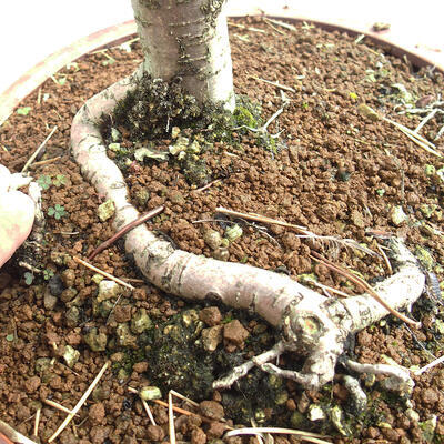 Bonsai im Freien - Weißdorn - Crataegus monogyna - 6