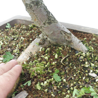 Bonsai im Freien - Weißdorn - Crataegus monogyna - 6