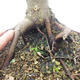 Bonsai im Freien - Acer palmatum Shishigashira - 6/7