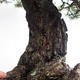 Außenbonsai - Pinus sylvestris - Waldkiefer VB2019-26699 - 6/6