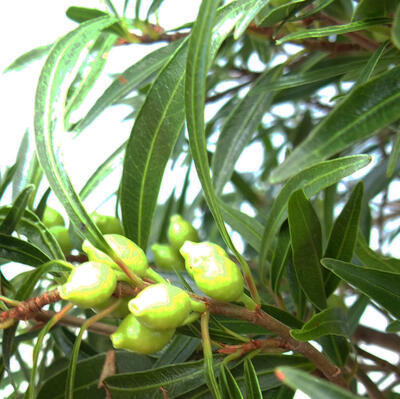 Zimmerbonsai - Ficus nerifolia - kleinblättriger Ficus - 6