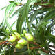 Zimmerbonsai - Ficus nerifolia - kleinblättriger Ficus - 6/6