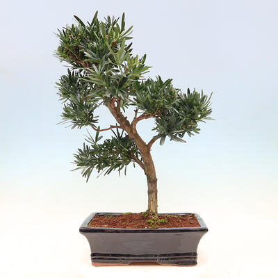 Zimmerbonsai - Podocarpus - Steintausend - 6