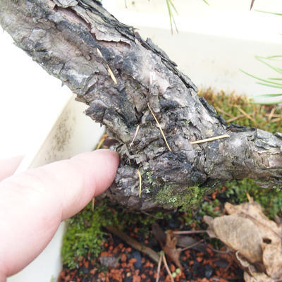 Outdoor-Bonsai Wald -Borovice - Pinus sylvestris - 6