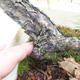Outdoor-Bonsai Wald -Borovice - Pinus sylvestris - 6/7