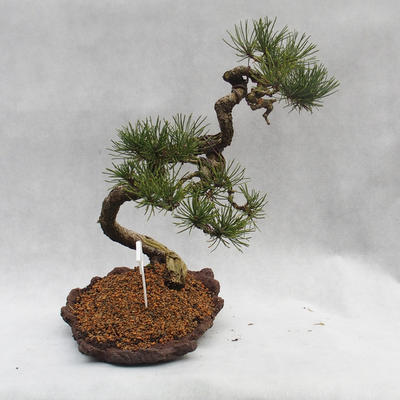 Außen Bonsai -Borovice Moor - Pinus uncinata - 6