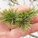 Outdoor-Bonsai Wald -Borovice - Pinus sylvestris - 6/6