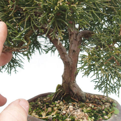 Outdoor-Bonsai - Chinesische Wacholder - Juniperus chinensis - 6